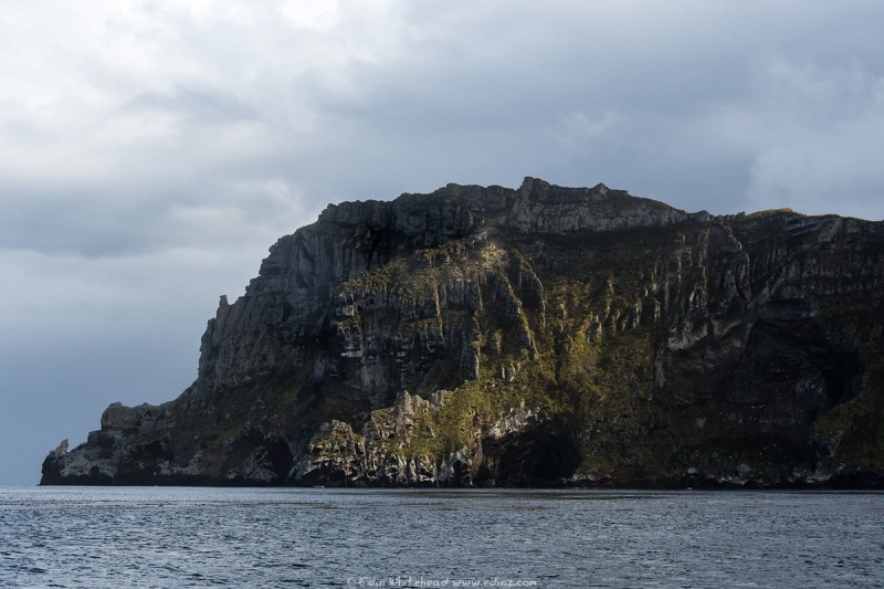 Antipodes island, Ringdove bay