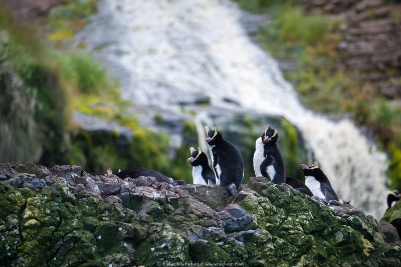 ErectCrested_Penguins_Antipodes_TW7_8338-Edit6x4WEB