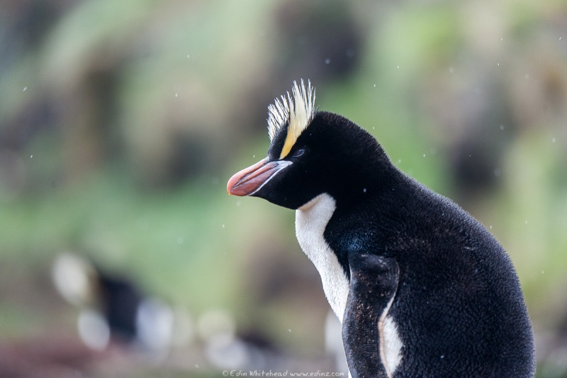 Erect_Crested_Penguin_Antipodes_TW7_8391-Edit6x4WEB