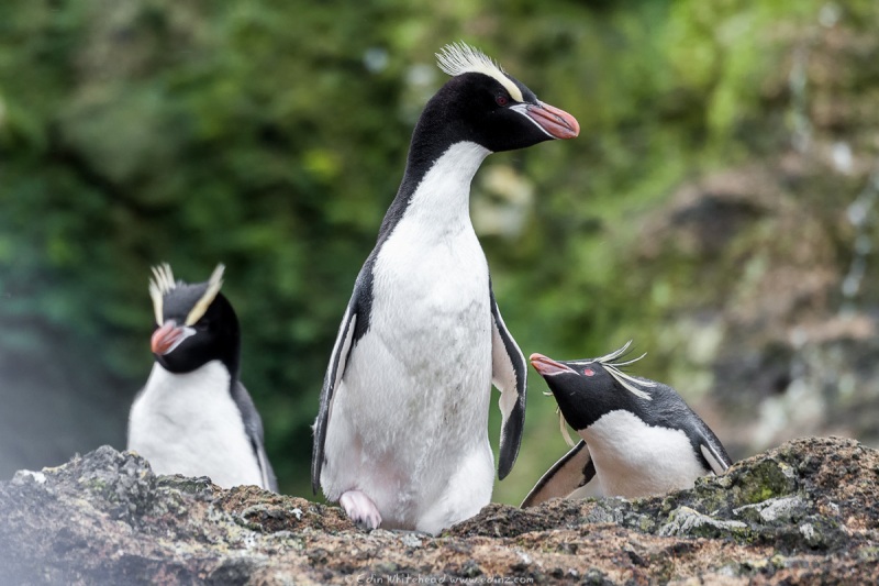 Erectcrested_Rockhopper_Antipodes_TW7_8362-Edit6x4WEB