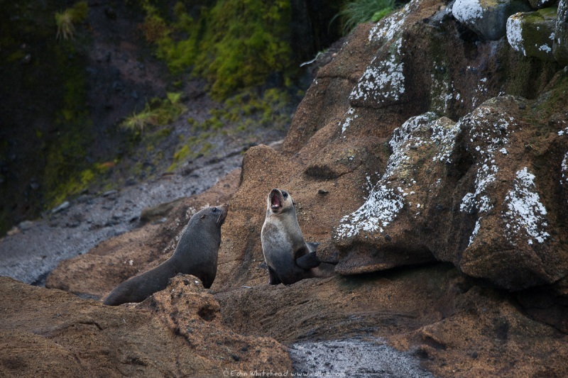 NZ_SubA_Furseals_Antipodes_TW7_8420-EditWEB