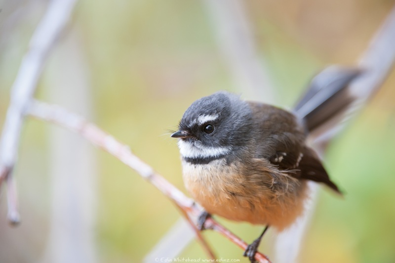 Fantail_TW7_4466-Edit_WEB