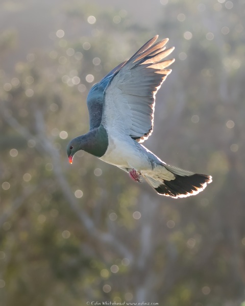 Kereru_220615-EDZ_0575-NEF_DxO_DeepPRIME-Edit_WEB