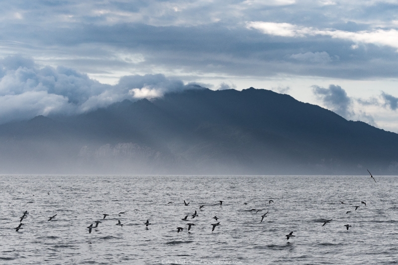 Fluttering shearwaters in front of Hauturu