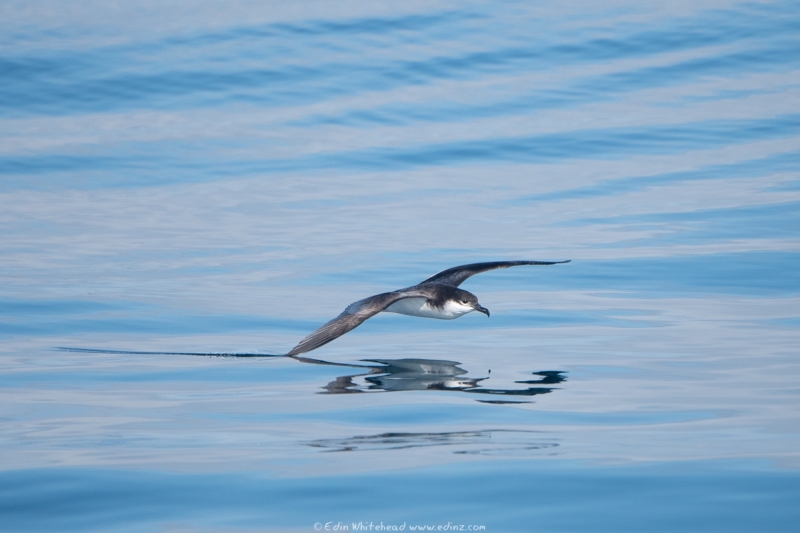 rako - Buller's shearwater