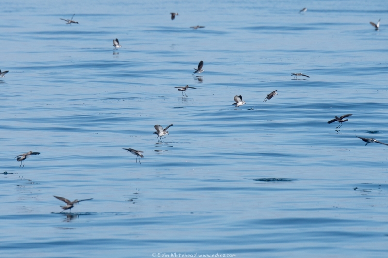 takahikare - White-faced storm petrel