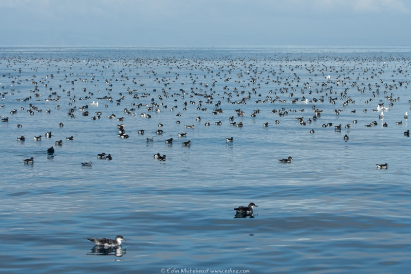Raft of shearwaters (Buller's and Fluttering)