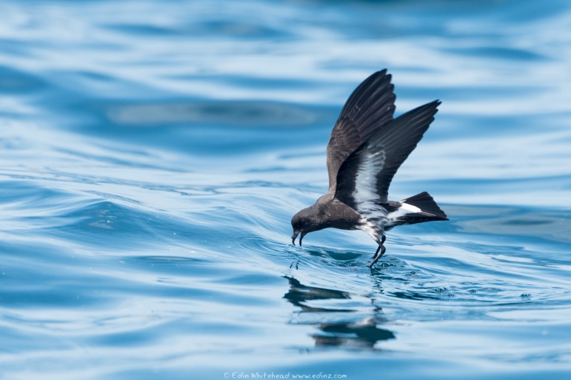 New Zealand storm petrel