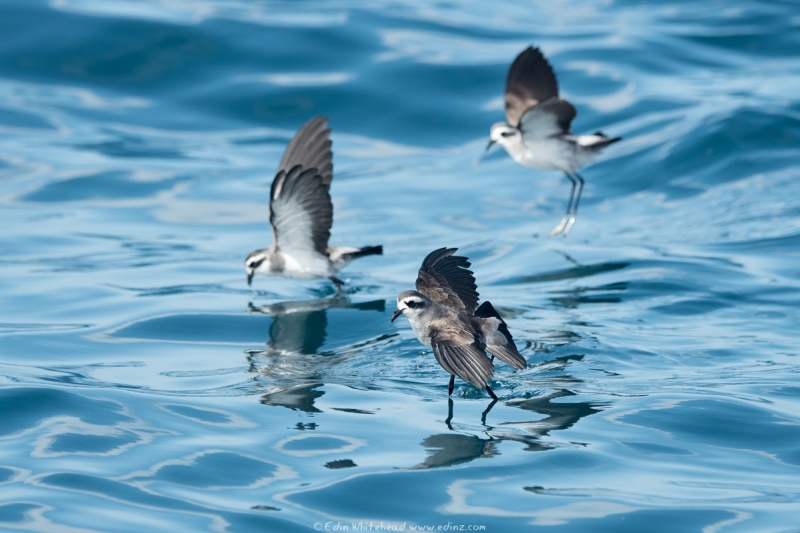 takahikare - White-faced storm petrel