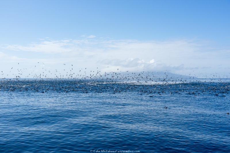 Work-up of shearwaters and prions feeding over a fish-school