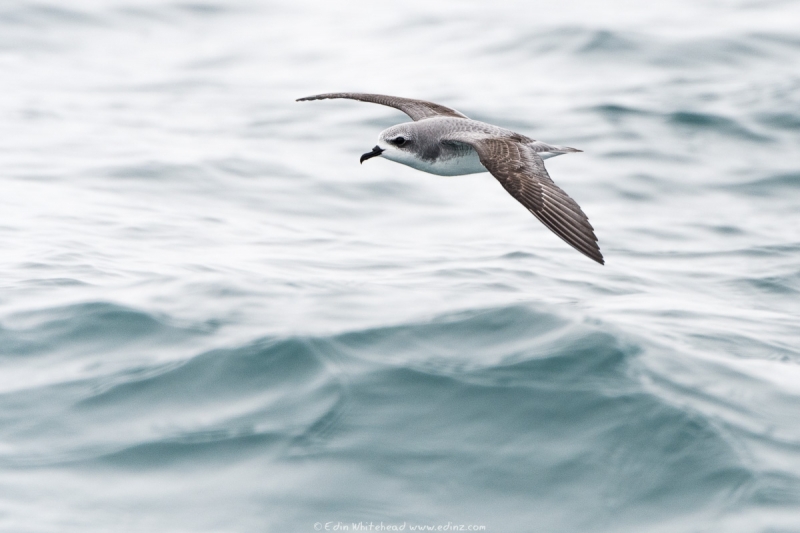 tītī - Cook's petrel