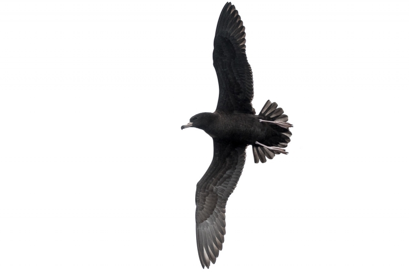 toanui - Flesh-footed shearwater