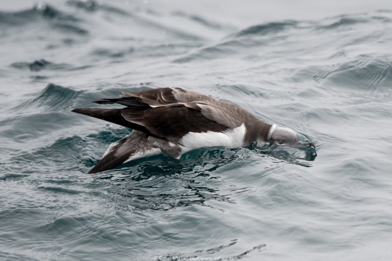 rako - Buller's shearwater