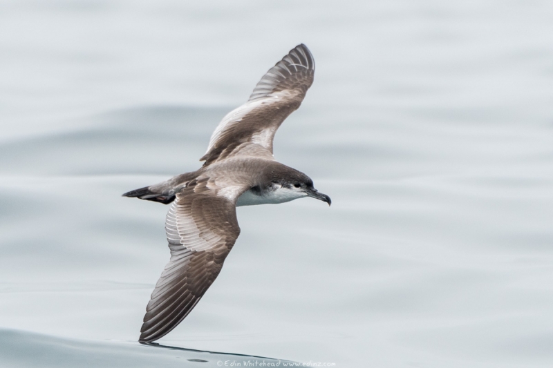 rako - Buller's shearwater