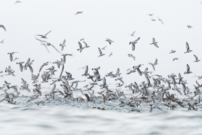 Work-up of shearwaters and prions feeding over a fish school