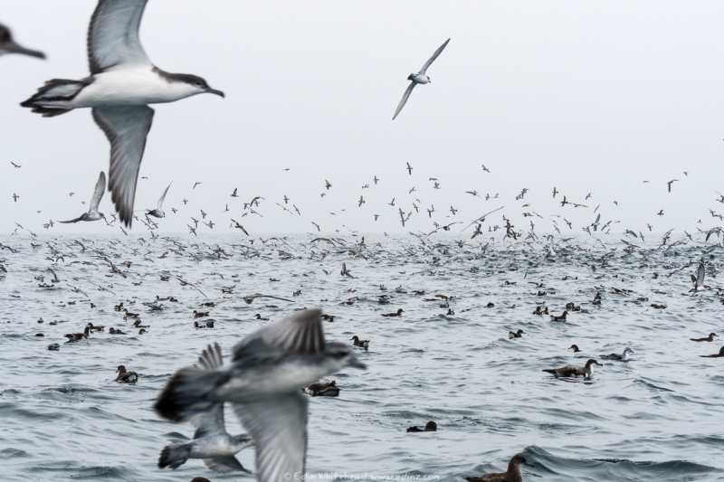 Work-up of shearwaters and prions feeding over a fish school