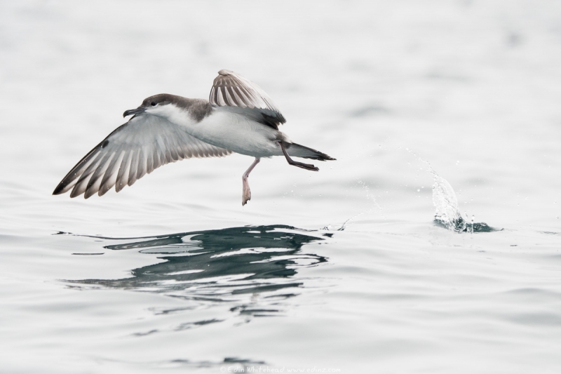 rako - Buller's shearwater