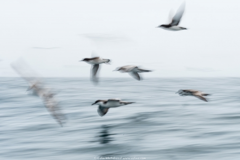 Shearwaters (Buller's and Fluttering)