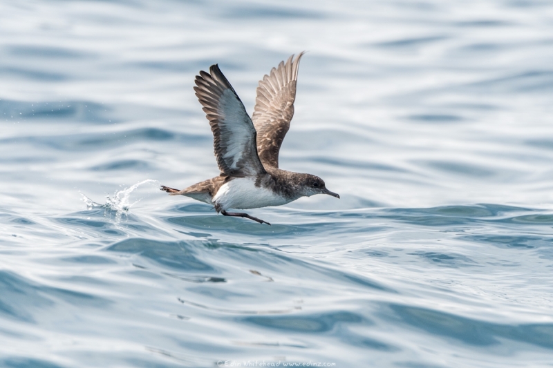 pakahā - Fluttering shearwater