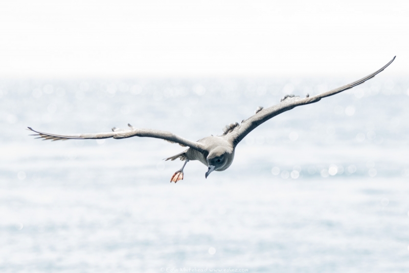 toanui - Flesh-footed shearwater