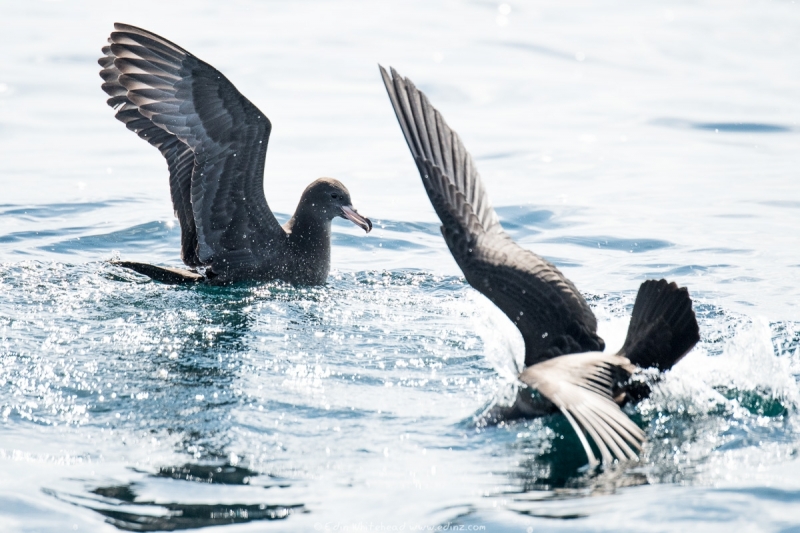 toanui - Flesh-footed shearwater