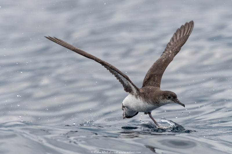 pakahā - Fluttering shearwater