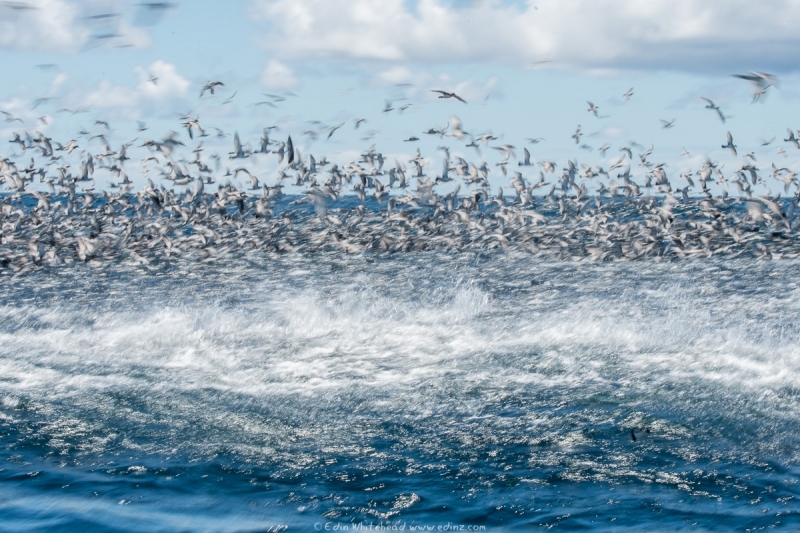Work-up of shearwaters and prions over a fish school