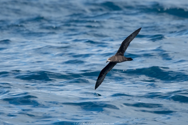 ōi - Grey-faced petrel