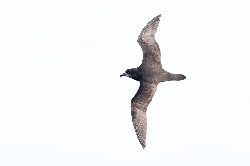 ōi - Grey-faced petrel