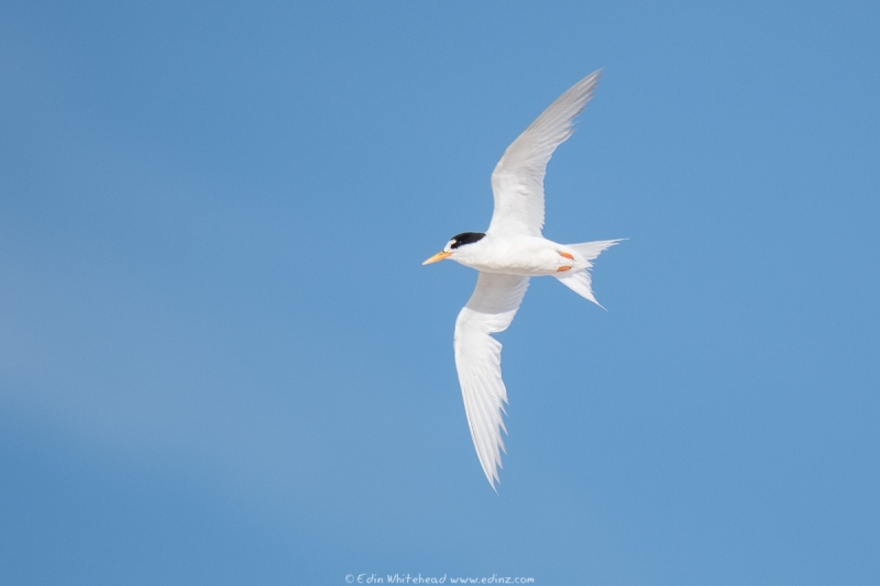 tara iti - Fairy tern