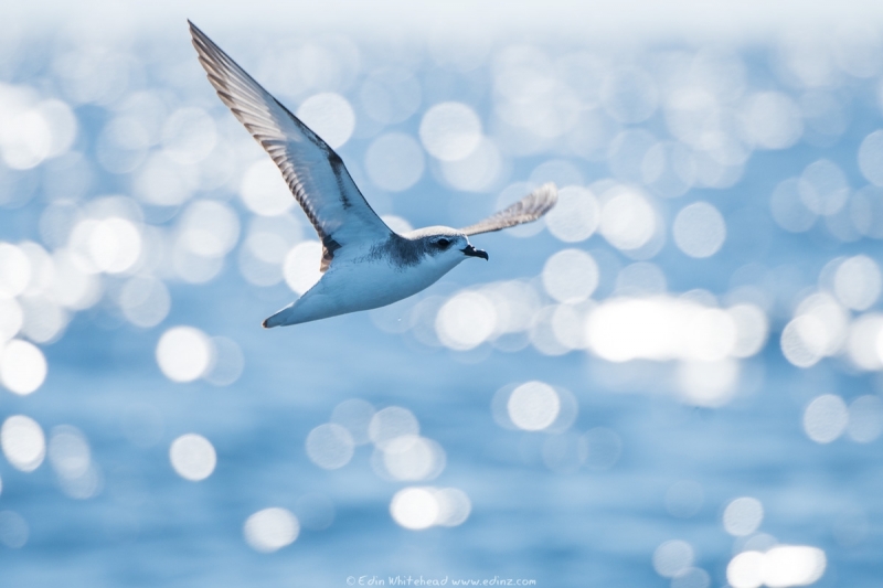 tītī - Cook's petrel