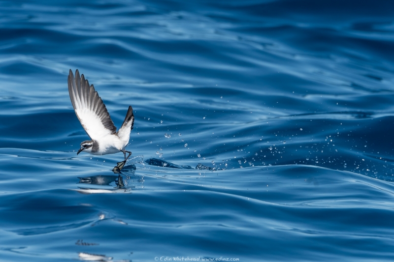 takahikare - White-faced storm petrel