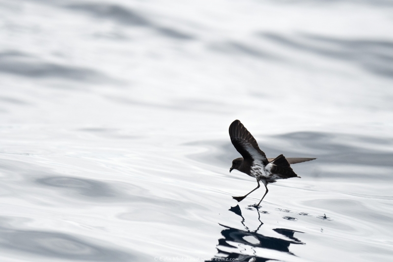 New Zealand storm petrel, Hauraki Gulf