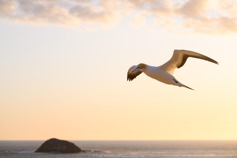 Tākapu Australasian Gannet at Muriwai