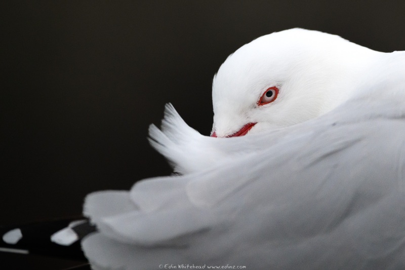 Tarāpunga Red-billed gull preening at Taiaroa Head