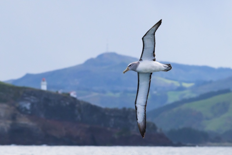 Salcin's albatross with Taiaroa Head in the background