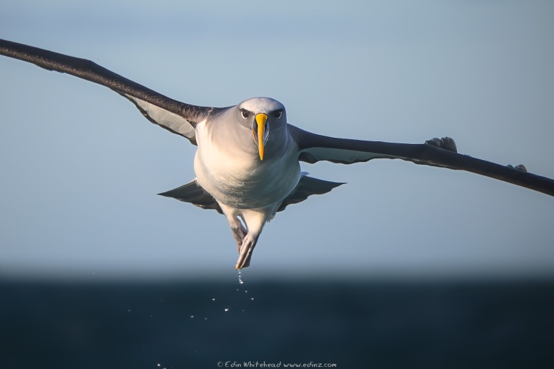 Bullers_Toroa_220523-DSC_7900-6-Edit_WEB