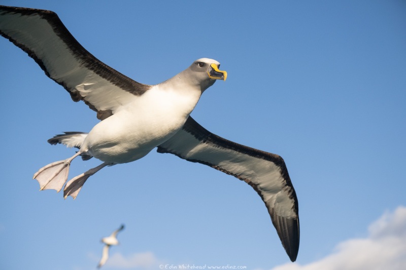 Bullers_albatross_220523-DSC_9767-2_WEB