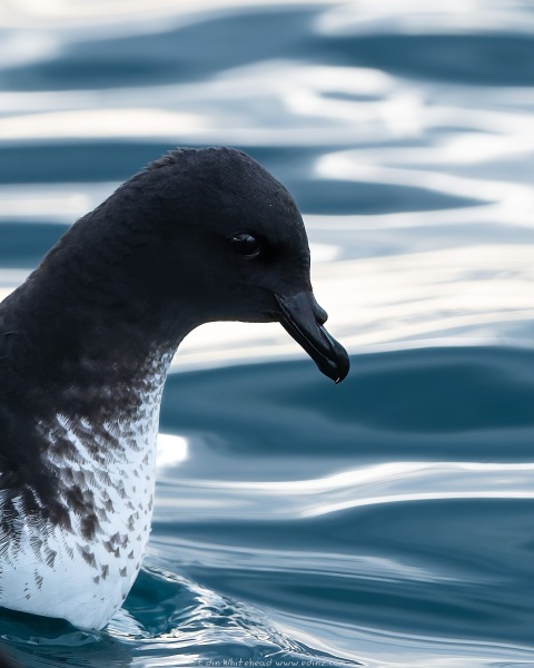 CapePetrel_220607-EDZ_3735-NEF_DxO_DeepPRIME-Edit_WEB