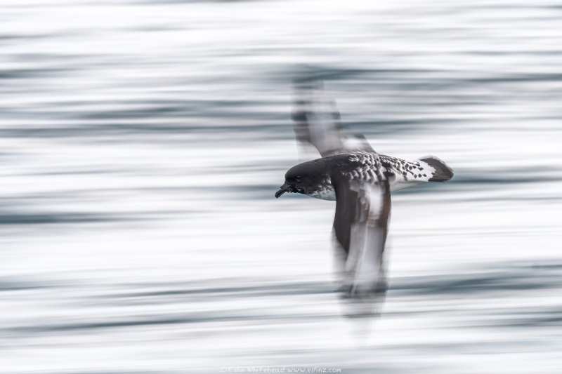 CapePetrels_220607-EDZ_3950-NEF_DxO_DeepPRIME-Edit_WEB