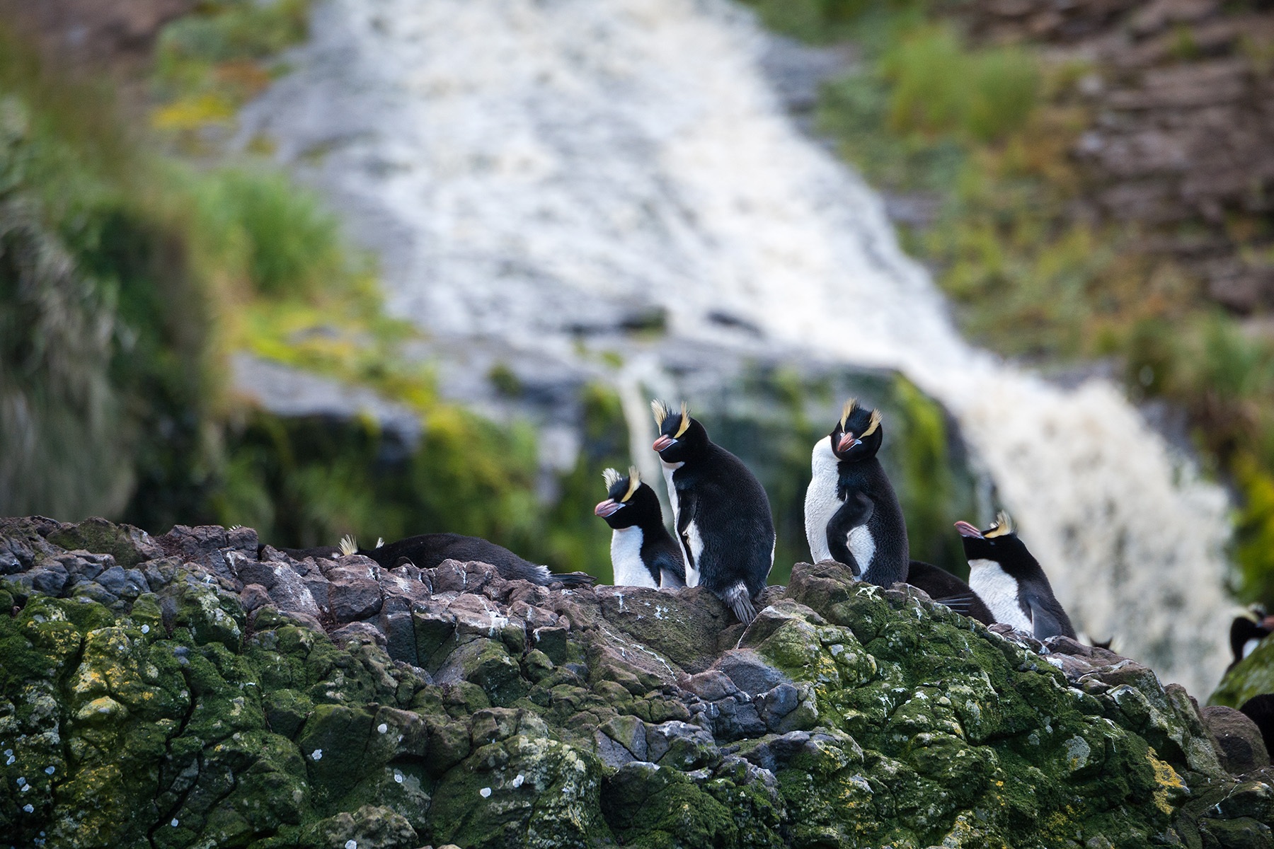 Erect-crested penguins - Antipodes island