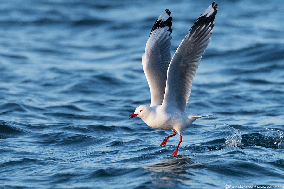 rbgull_20161104-_dsc6517-edit6x4web – Edin Whitehead
